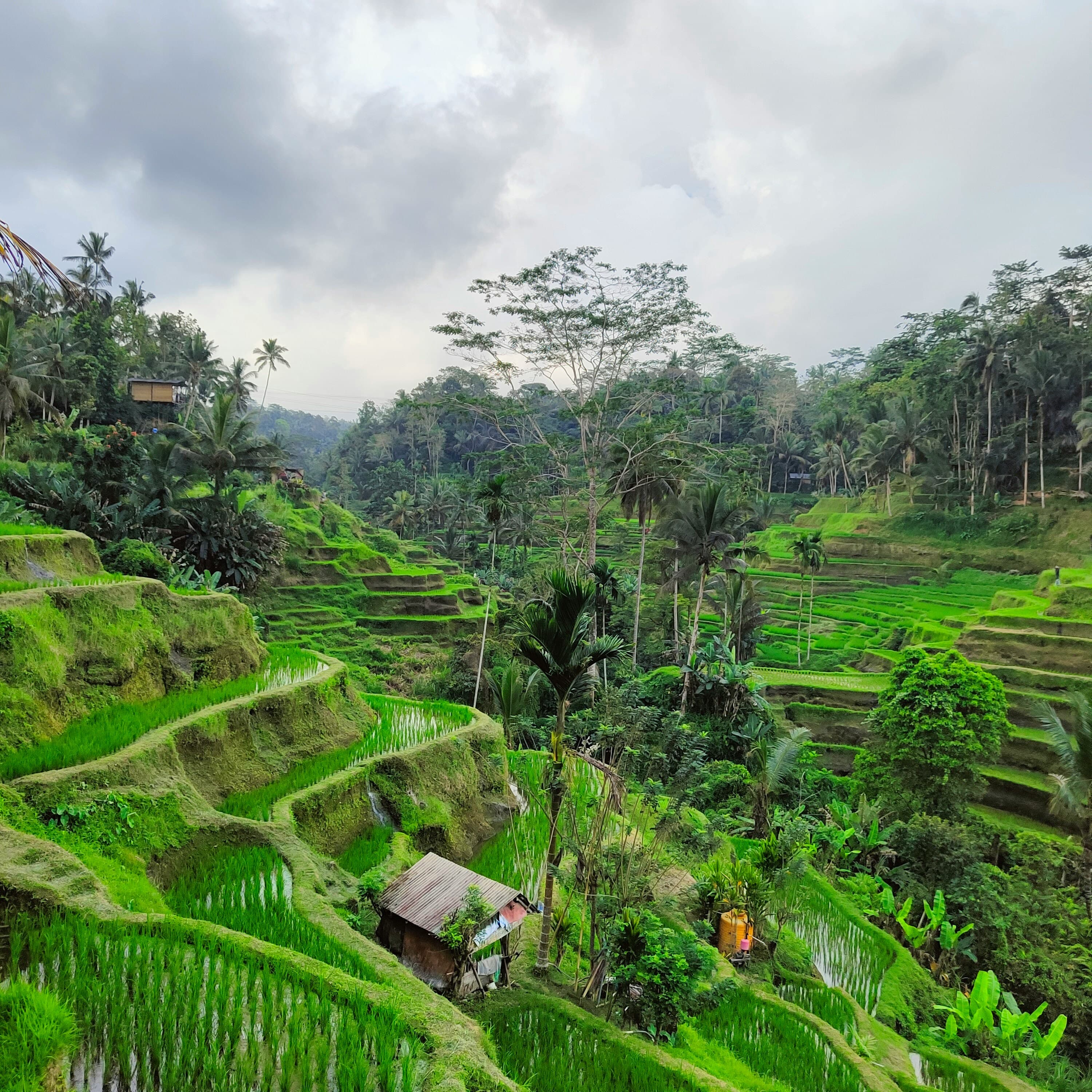 Sawah terasering di Ubud, tujuan wisata populer di Bali